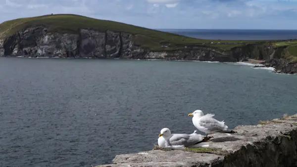 Seagulls at the cliffs of Slea Head