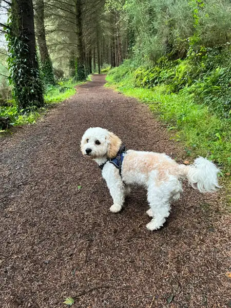 Dog in the forest