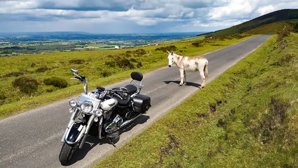 Motorbike and free running donkey in the Blackstairs mountains