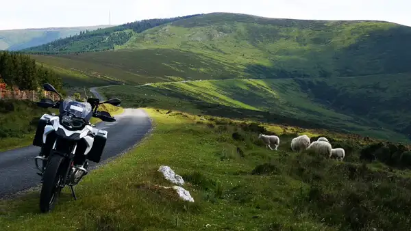 Motorcycle and sheep at Mount Leinster