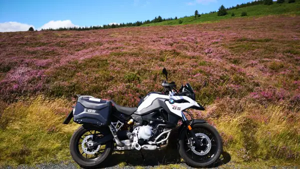 Mountain heather in bloom