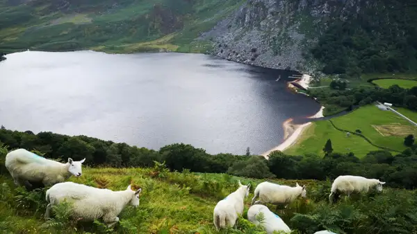 Sheep over Lough Tay