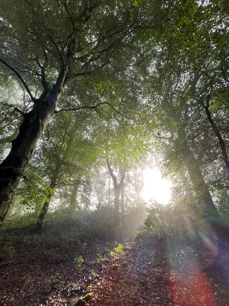 Light in the forest