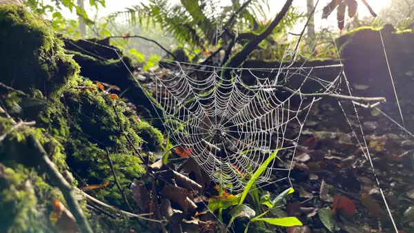 Spider web in the forest