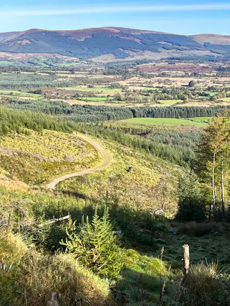 Small forest road in Wicklow Mountains