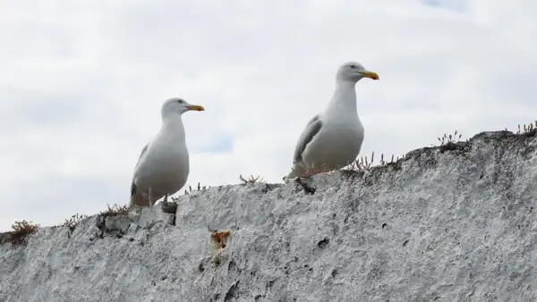 Seagulls on a wall