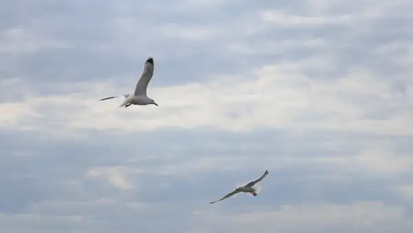 Two seagulls in flight