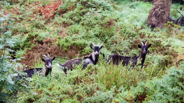 Wild goats in Killarney mountains