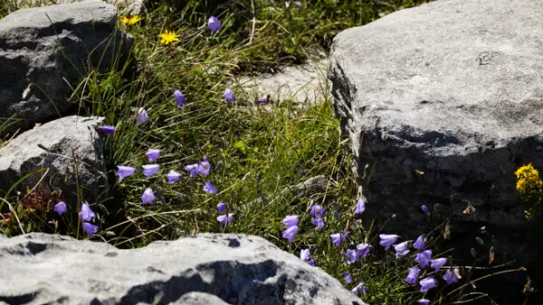 Flowers between rugged rocks at the Burren