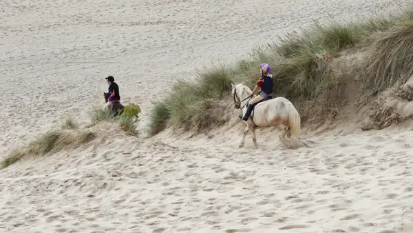 Horses in the dunes