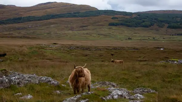 Highland Cattle in the Scottish Highlands