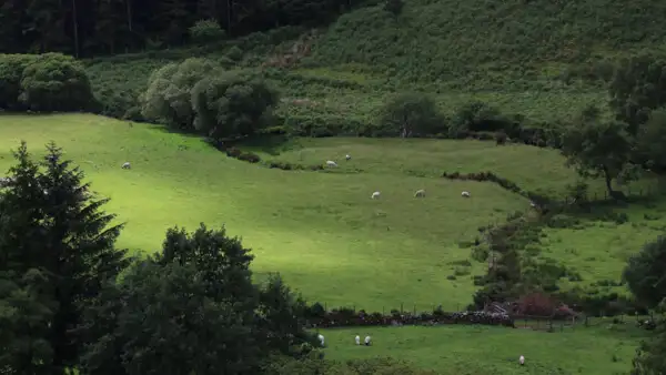 Iconic sheep meadows in the mountains