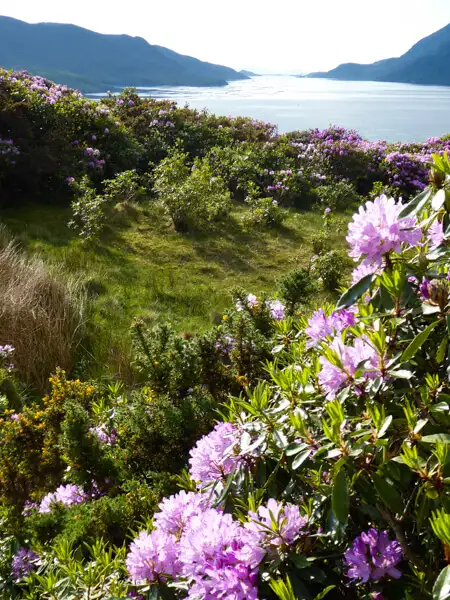 Rhododendron in bloom at Killary Fjord