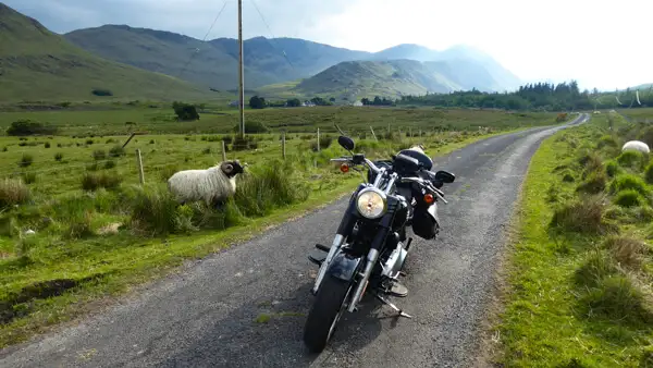 Sheep on the road in Mayo mountains