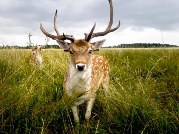 Fallow Deer in Phoenix Park