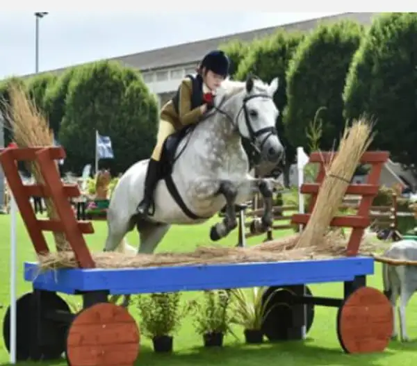 Photo: dublinhorseshow.com