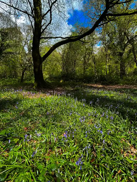 Bluebells in the woods