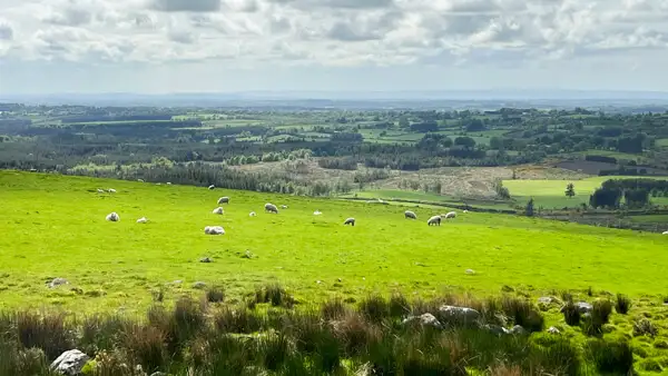 Hills and sheep