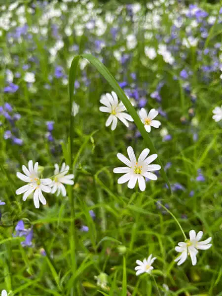 Flowers in the woods