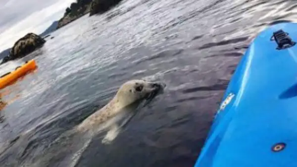 Photo: kayaking.ie