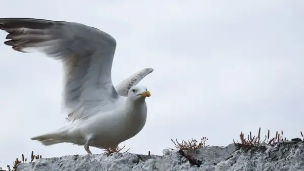 Seagull at Skerries harbour