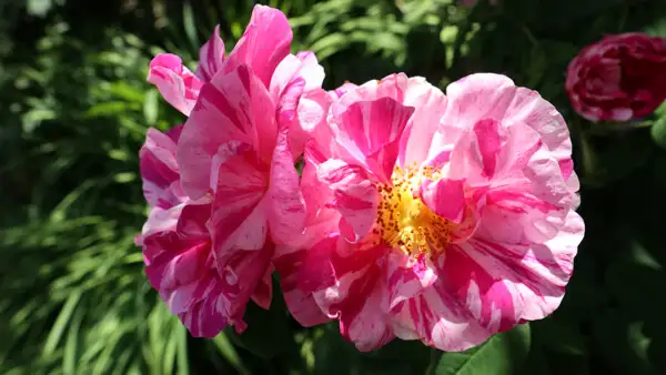 Flowers at Mount Stewart Gardens