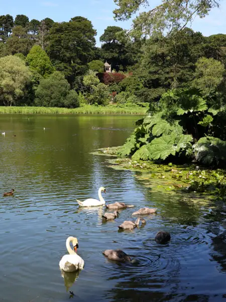 Lake and swans at Mount Stewart