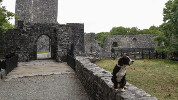 The "castle hound" of Aughnanure Castle