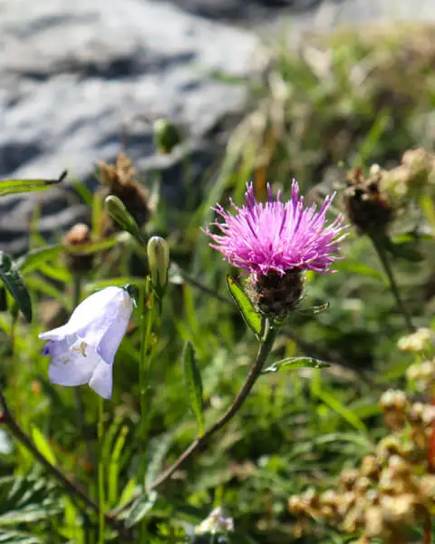 Flowers between Burren rocks
