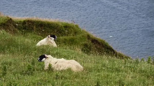 Sheep on cliffs near Ceide Fields