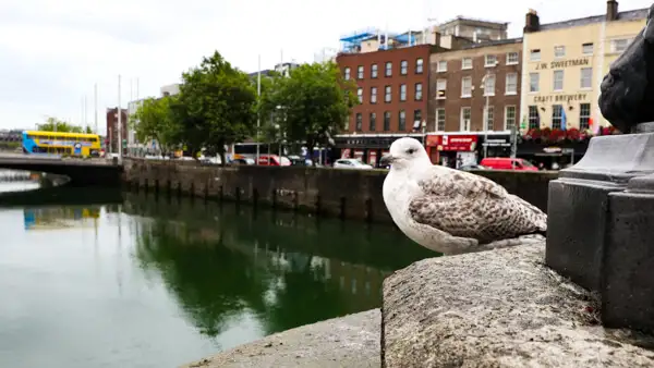 Seagull at River Liffey in Dublin