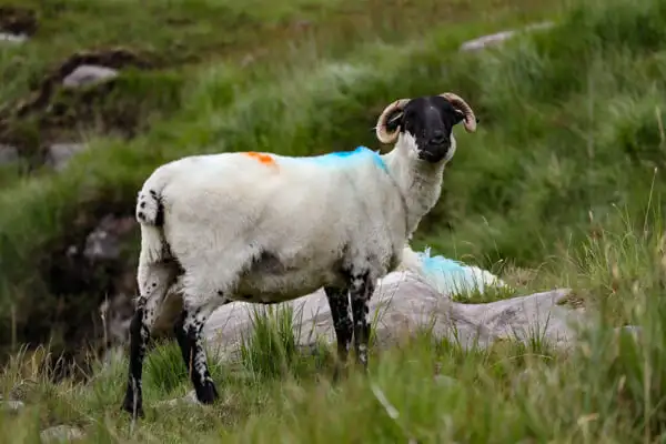 Sheep in Killarney National Park