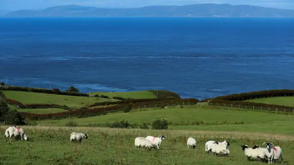 Sheep at the Antrim Coast