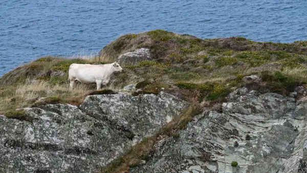 At the cliffs of Baltimore