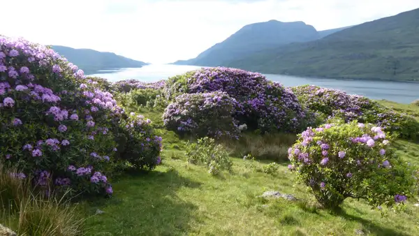 Killary Fjord