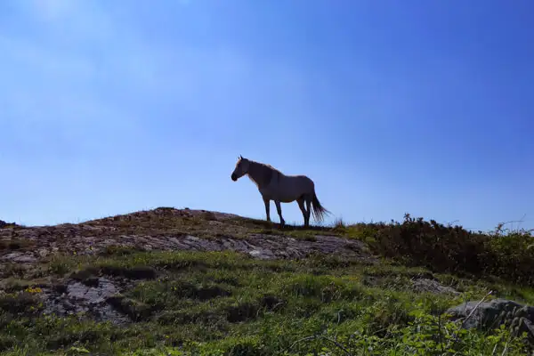 Horse in Connemara