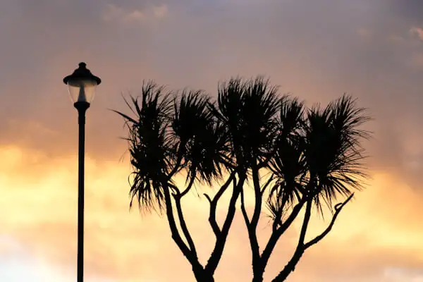 One of many palm trees in Cornwall