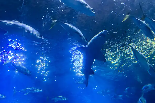 Shark at National Marine Aquarium Plymouth