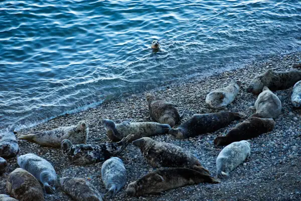 Seals in a cove near Wicklow