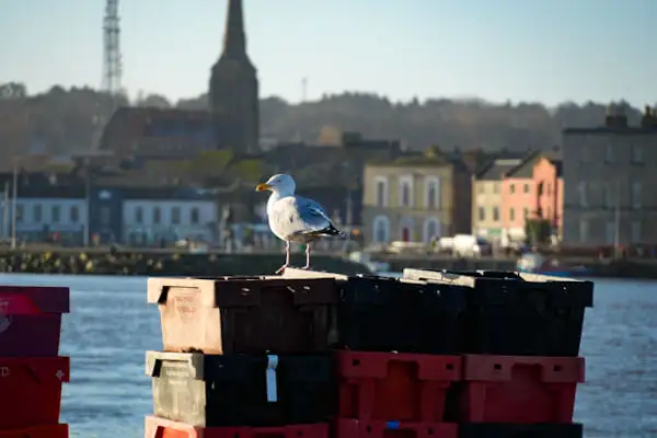 Seagull at a pier at Wexford