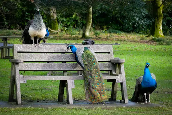 Peacocks at Johnstown Castle park