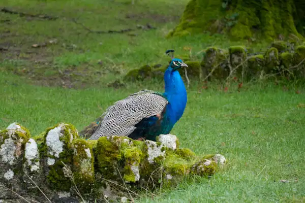 Peacock at Johnstown Castle park