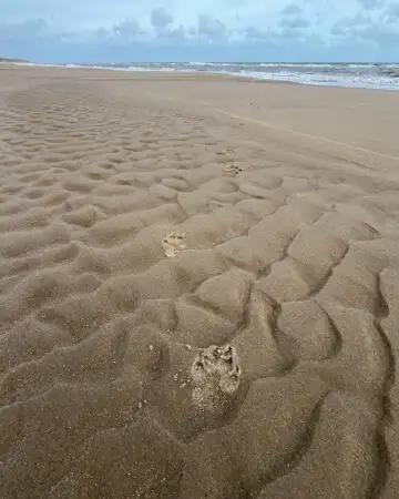 Paws in the sand