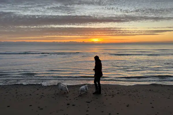 Dogs on the beach early morning