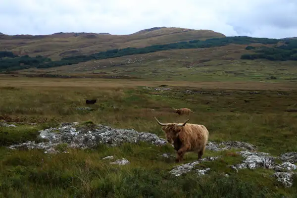 Roaming Highland Cattle on the Isle of Mull