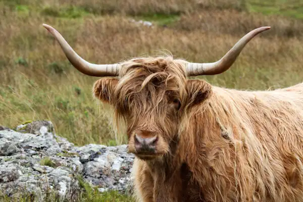 Highland Cattle on the Isle of Mull