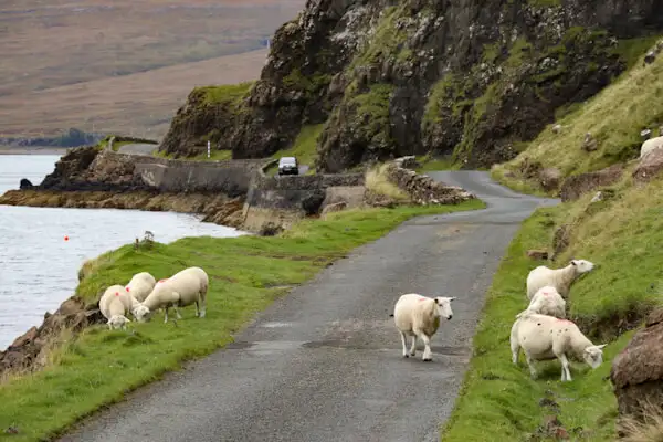 Sheep on a coastal road on Mull