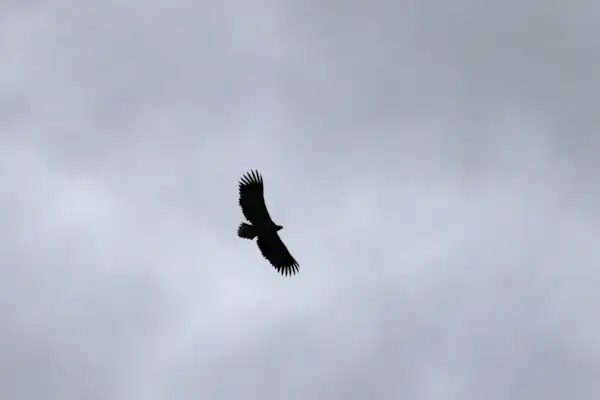 Eagle over the isle