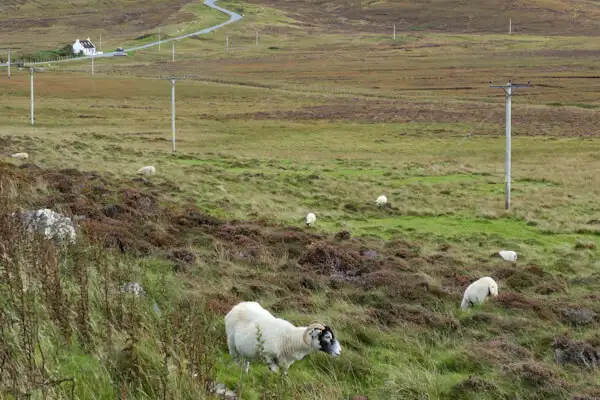 Sheep somewhere nowhere on Skye