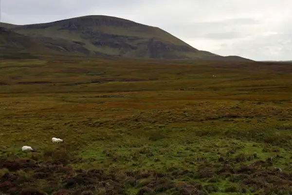 Sheep on a mountain on Skye